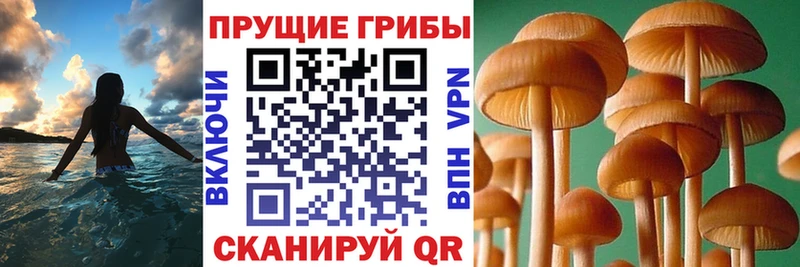 продажа наркотиков  Нея  Псилоцибиновые грибы мицелий 